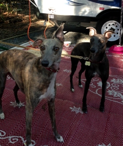 Whippets were 'on guard' entire weekend, squirrel-hunting and coyote-sniffing.